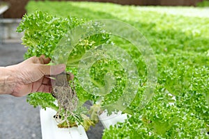 farmer holding lettuce vegetable growing in greenhouse in hydrop