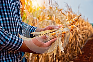 Farmer holding little seeded corn in the dry corn field with orange sunlight captures the essence of hope and renewal in the cycle