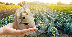 Farmer holding a money bag on the background of cabbage plantations. The development of agriculture industry. Agricultural