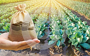 Farmer holding a money bag on the background of cabbage plantations. The development of agriculture industry. Agricultural photo