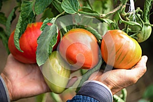 farmer holding organic tomatoes, ripe vegetables in the garden