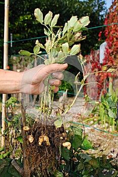 Farmer Holding Peanut Plant