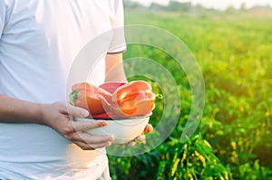 The farmer is holding pepper in his hands. harvesting. agriculture, farming. field. seasonal work. sunny day. healthy vegetables a