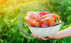 The farmer is holding pepper in his hands. harvesting. agriculture, farming. field. seasonal work. sunny day. healthy vegetables a