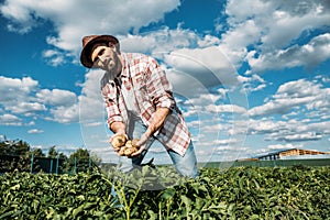 Farmer holding potatoes in field