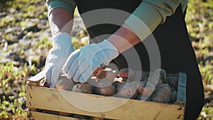 The farmer is holding raw potatoes. Harvesting ripe vegetables.