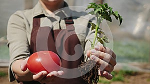 Farmer holding a red tomato and a tomato seedling