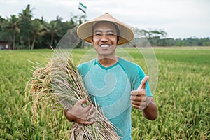 Farmer holding rice grain and showing thumb up