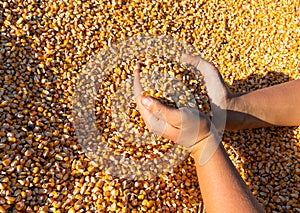 Farmer holding ripe corn grains in his hands at sunset