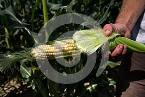 Farmer holding a ripe ear of corn