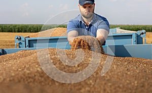 Farmer holding ripe wheat grains in his hands