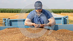 Farmer holding ripe wheat grains in his hands