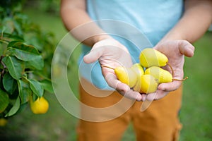 Farmer holding several pears in his hands