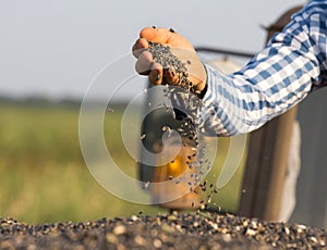 Farmer holding sunflower seeds in hand