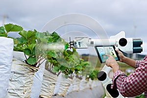 Farmer holding a tablet smart arm robot work strawberry care agricultural machinery