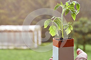 Farmer holding a tomato seedling growing in paper milk package