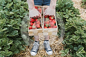 Farmer holding two wooden baskets full of fresh strawberries