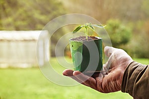 Farmer holding a vegetable seedling growing in paper milk package