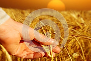 Contadino possesso grano sul alba 