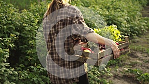 Farmer holding wooden box full of fresh organic vegetables goes along the garden beds on eco farm in sunset light