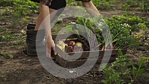 Farmer holding wooden box full of fresh organic vegetables goes along the garden beds on eco farm in sunset light.