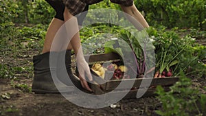 Farmer holding wooden box full of fresh organic vegetables, potato, carrots, tomato, beets, radish on eco farm