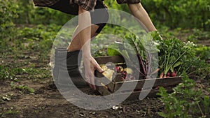 Farmer holding wooden box full of fresh organic vegetables, potato, carrots, tomato, beets, radish on eco farm in sunset light.