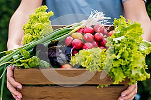 Farmer holding wooden box full of fresh raw vegetables. Basket with vegetable in the hands
