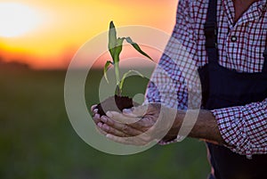 Farmer holding young corn with soil in hands