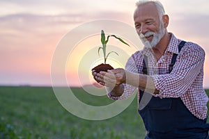 Farmer holding young corn with soil in hands