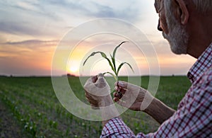 Farmer holding young corn with soil in hands