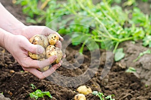 The farmer is holding a young potato in his hands. The company for harvesting potatoes. The farmer is working in the field.