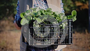 The farmer holds a basket with strawberry seedlings