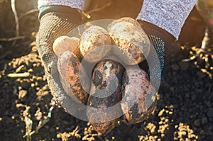 The farmer holds a big fresh potato in his hands. Autumn harvesting. Agriculture and farming. Organic vegetables. Harvest. Eco-