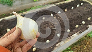 farmer holds bulb of catalan onion. CalÃ§ot seed to grow in the vegetable garden