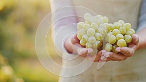 Farmer holds bunches of grapes