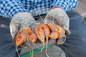 farmer holds deformed carrot roots in his hands. The ugliness of vegetables. DOF, selective focus