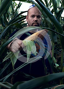 A farmer holds an ear of corn in his hands. Focus on the corn cob, in the hands of a man. Tall corn stalks.