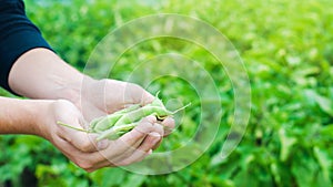 Farmer holds fresh beans in hands. french beans. harvest on the field. farming. Agriculture food production.