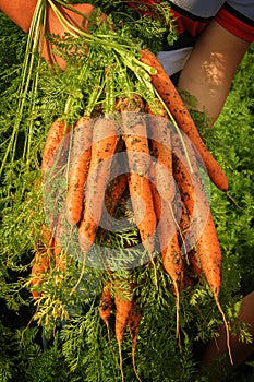 Farmer holds fresh harvested carrot roots in his hands. Carrot yielding process