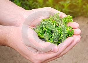 Contadino fresco scelto prezzemolo il suo mani. raccolto raccolto verdure. agricoltura un agricoltura. selettivo 