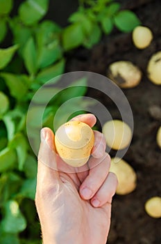 Farmer holds freshly picked potatoes in the field. Harvesting, harvest. Organic vegetables. Agriculture and farming. Potato.