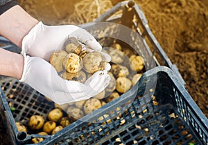 Farmer holds freshly picked potatoes in the field. Harvesting, harvest. Organic vegetables. Agriculture and farming. Potato in a