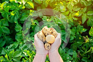 Farmer holds freshly picked potatoes in the field. Harvesting, harvest. Organic vegetables. Agriculture and farming. Potato.