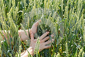 Farmer holds green wheats in a farm