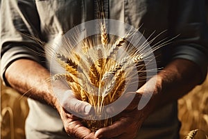 Farmer Holds Hands With Wheat, Symbolizing Grain Deal