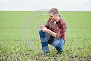 Farmer holds a harvest of the soil and young green wheat sprouts in his hands checking the quality of the new crop