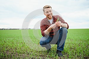 Farmer holds a harvest of the soil and young green wheat sprouts in his hands checking the quality of the new crop