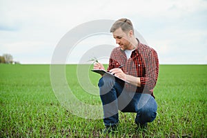 Farmer holds a harvest of the soil and young green wheat sprouts in his hands checking the quality of the new crop