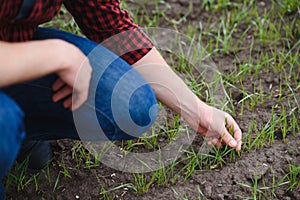 Farmer holds a harvest of the soil and young green wheat sprouts in his hands checking the quality of the new crop